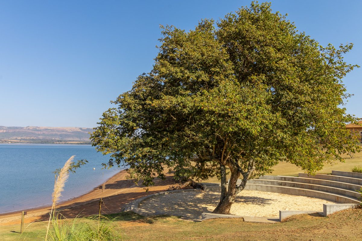 Árvore à beira da represa, na praia do condomínio